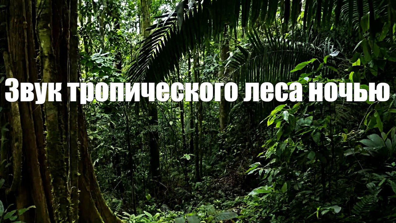 Звук тропического леса ночью