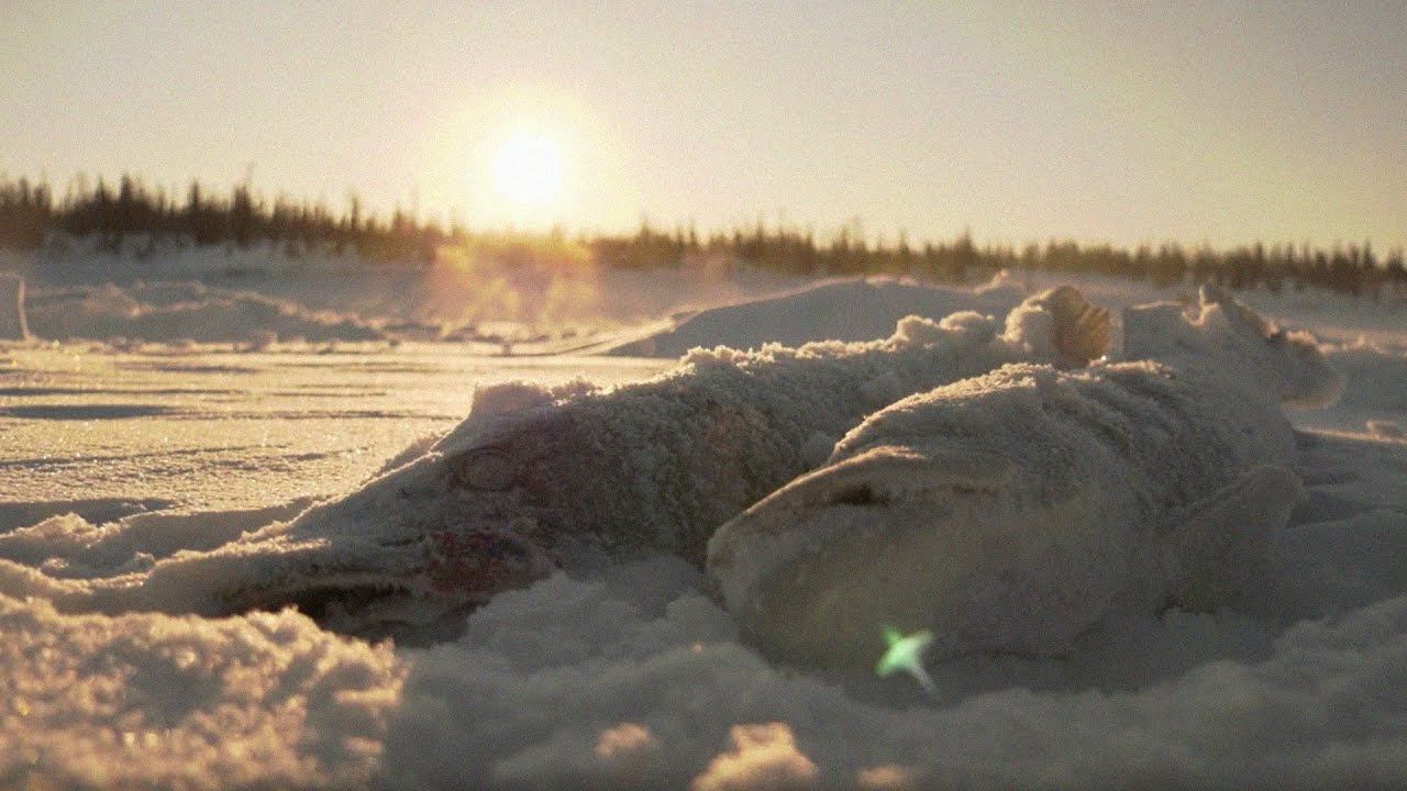 Холодный простой. -40 На севере. Рыбалка в минус 40. Жара против холода. Рыбак в минус 40.