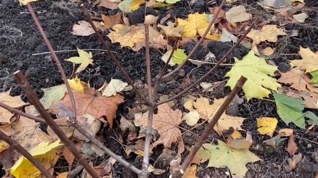 Обрезаю метельчатые гортензии. Осенняя подготовка гортензий к зиме смотреть онлайн