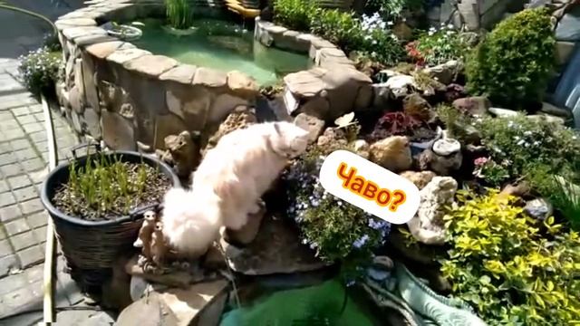 мой задний двор) финал чистки пруда) смотреть онлайн