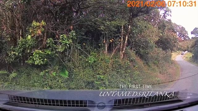 The First Time! | Horton Plains | Leopard Cubs смотреть онлайн