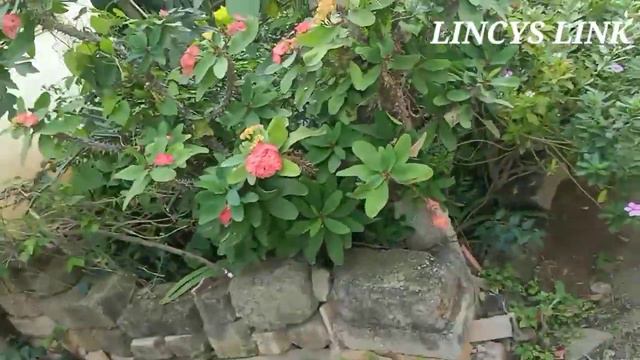 Zero cost Roadside Plant Hunting l flowering plants hunting/ periwinklel cosmos flower l vinca rose смотреть онлайн