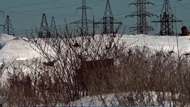 Сотрудники МОЭСК о последствиях захламления охранных зон линий электропередач смотреть онлайн