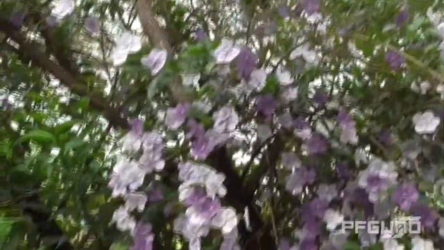 White And Purple Flowers [HD] смотреть онлайн