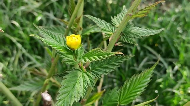 Сакура... смотреть онлайн