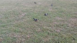 АкваЛоо концертный зал +фонтаны + неработающий авквапарк