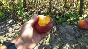 персик Роял Джимм и Свит Дрим