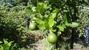 цитрусовое дерево - сад(грейпрут, апельсин, лимон и мандарин на одном дереве) 11,09,20