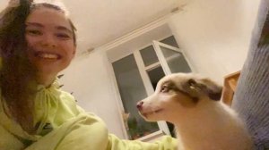 Первый день с щенком АУССИ | Австралийская овчарка Оливер
