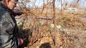 Обрезка и укрытие винограда подготовка к зиме в сибири Слава в теме