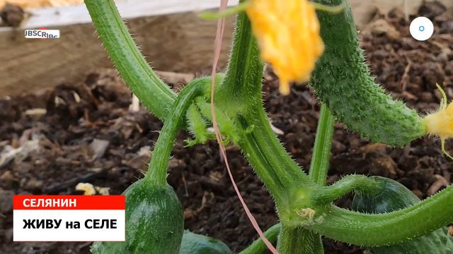 ОГУРЦЫ УДАЛЯЮ НИЖНИЕ ПОЛНОСТЬЮ, ЖИВУ на СЕЛЕ