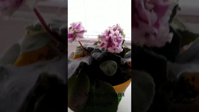 новинки среди фиалок! смотреть онлайн