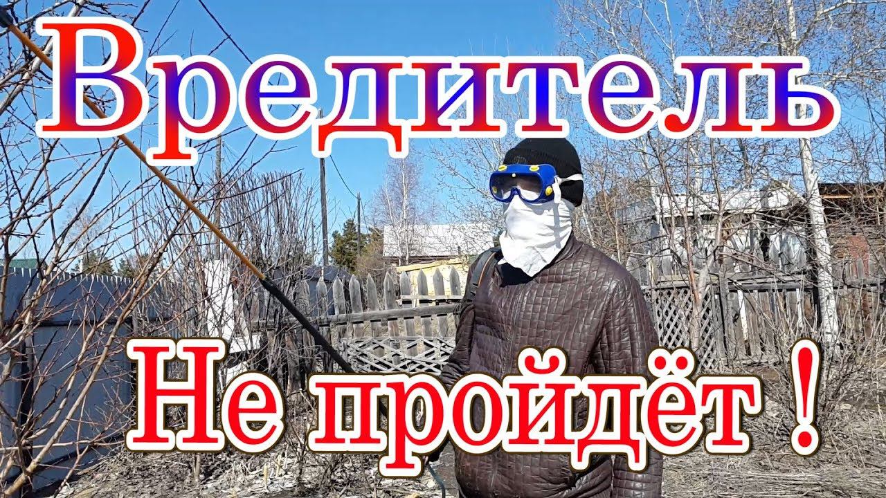 Весенняя обработка кустарников. Опрыскивание Бордосской смесью, обливание. СКИПИДАРОМ.