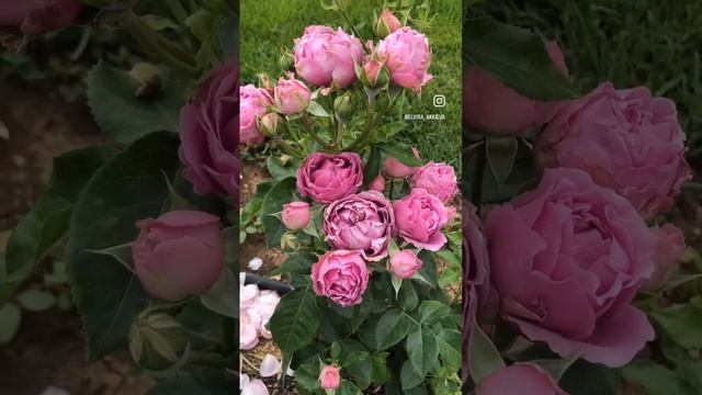 Спрей роза Мисти Баблс , ей здесь всего пол-года ! #rose Misty babbles