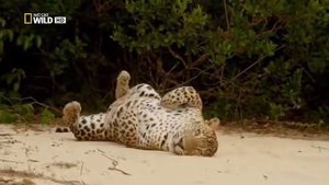 Удивительные существа (Цейлонский леопард)