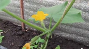 Сорт огурца "АПРЕЛЬСКИЙ"