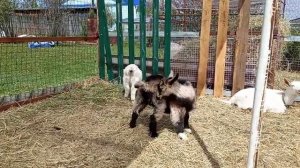Как правильно кормить козлят!