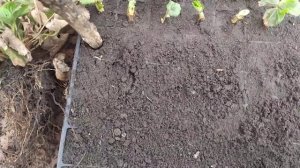 Размножение клубники делением куста.