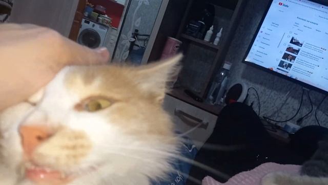 Кошачьи нежности ))❤️❤️❤️