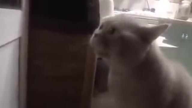 Кот говорит, открой мне. смотреть онлайн