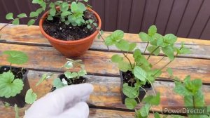 Украсьте сад красивыми и полезными ампелями. Будра плющелистная