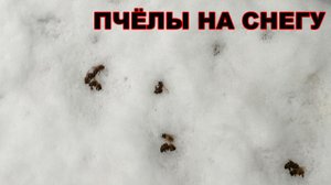 Пчёлы на снегу.