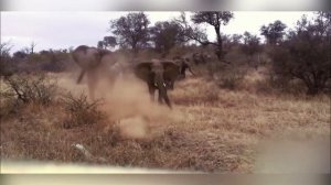 Чрезвычайно агрессивные слоны  Слабонервным не смотреть!!!