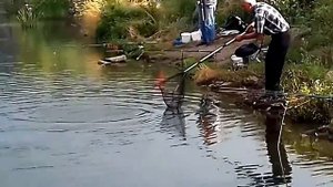 Рыбалка на Нижней Крынке сазан на 2 кг 2016г.