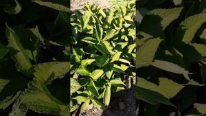 РОДЖЕРСИЯ. Как же она хороша??. Растение для тенистых мест.