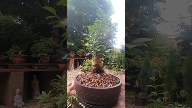 privet bonsai Ligustrum ovalifolium work in progress