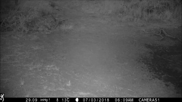 Звери убегают, услышав людей смотреть онлайн