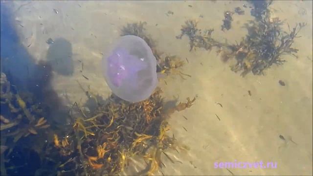 ?? Медузы Белого моря