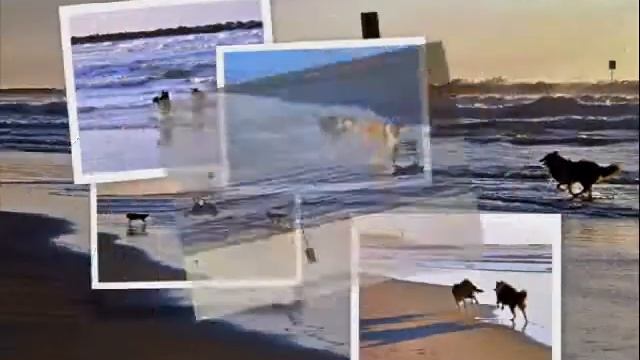 Фотографы Фотоаппараты Собаки смотреть онлайн