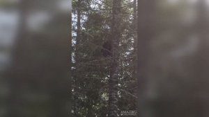 Как Быстро Медведь Может Залезть на Дерево?
