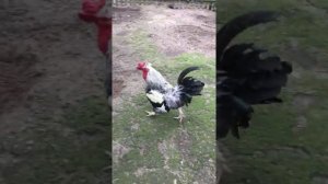 Как поймать курицу ? Практическое пособие по поимке курицы