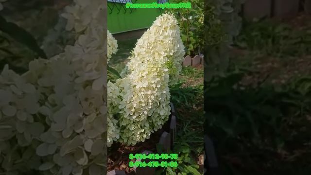 "МЭДЖИКАЛ МАТТЕРХОРН" Гортензия Метельчатая-новинка 2021г.