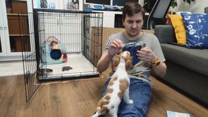 Вычесываем Кавалер Кинг Чарльз Спаниеля варежкой