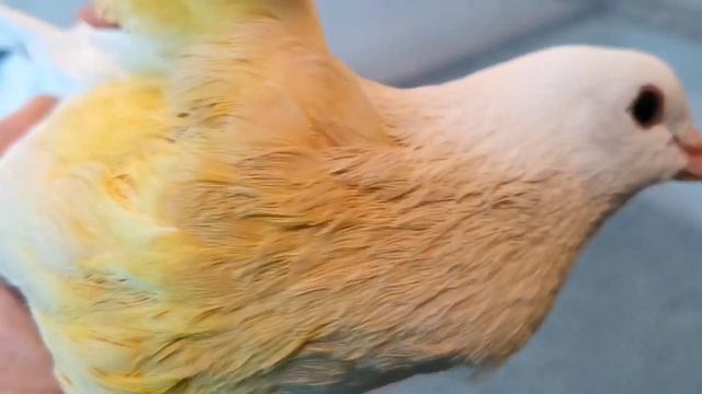 Обзор голубей. Дезинфекция голубятни. Overview of pigeons. Dovecote disinfection смотреть онлайн