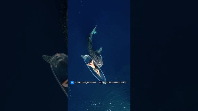 Индонезия, Китовая акула (Rhincodon typus) в водах острова Сулавеси