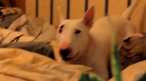 Бультерьер бесится