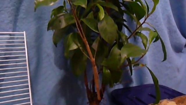 ПИТОМНИК " Mary Mystic " МАРИ МИСТИК - НАШИ МЫШИ