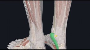 Длинный сгибатель большого пальца стопы (m. flexor hallucis longus) 3D Анатомия