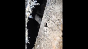 CASE SR175 2012г. Печка дует холодным, клапан заклинило.