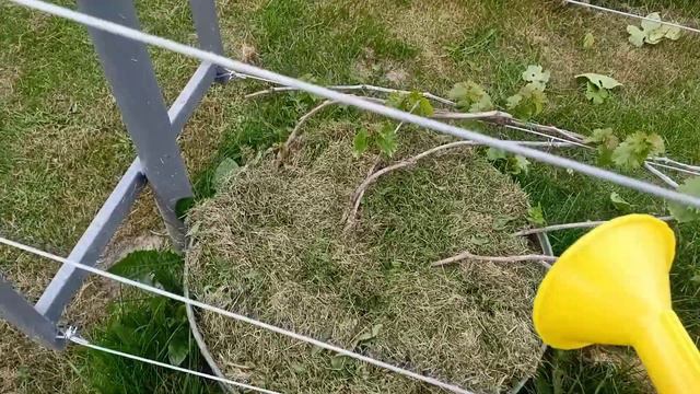 МУЛЬЧИРОВАНИЕ ВИНОГРАДА. смотреть онлайн