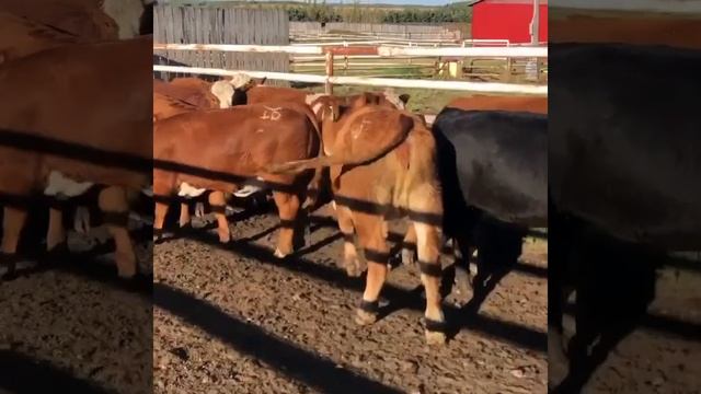 Бычки на экспорт. Порода Симментал 150 голов.