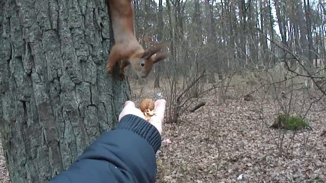 Белка нашла орех 08.01.12 смотреть онлайн