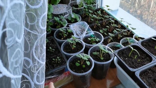 Обзор ВСЕЙ РАССАДЫ на 9 апреля 2022 года ??? смотреть онлайн