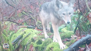 Волчтата, белки, зайцы и кого тут только нет...Камера на лесной тропе