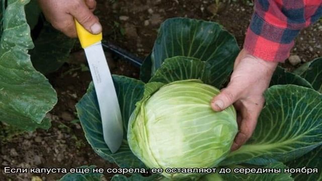 Когда лучше срубать капусту на засолку