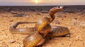 ТОП 5 Самых ОПАСНЫХ Животных | Морская оса, Лягушка - древолаз и многие другие ! Жуткие кадры